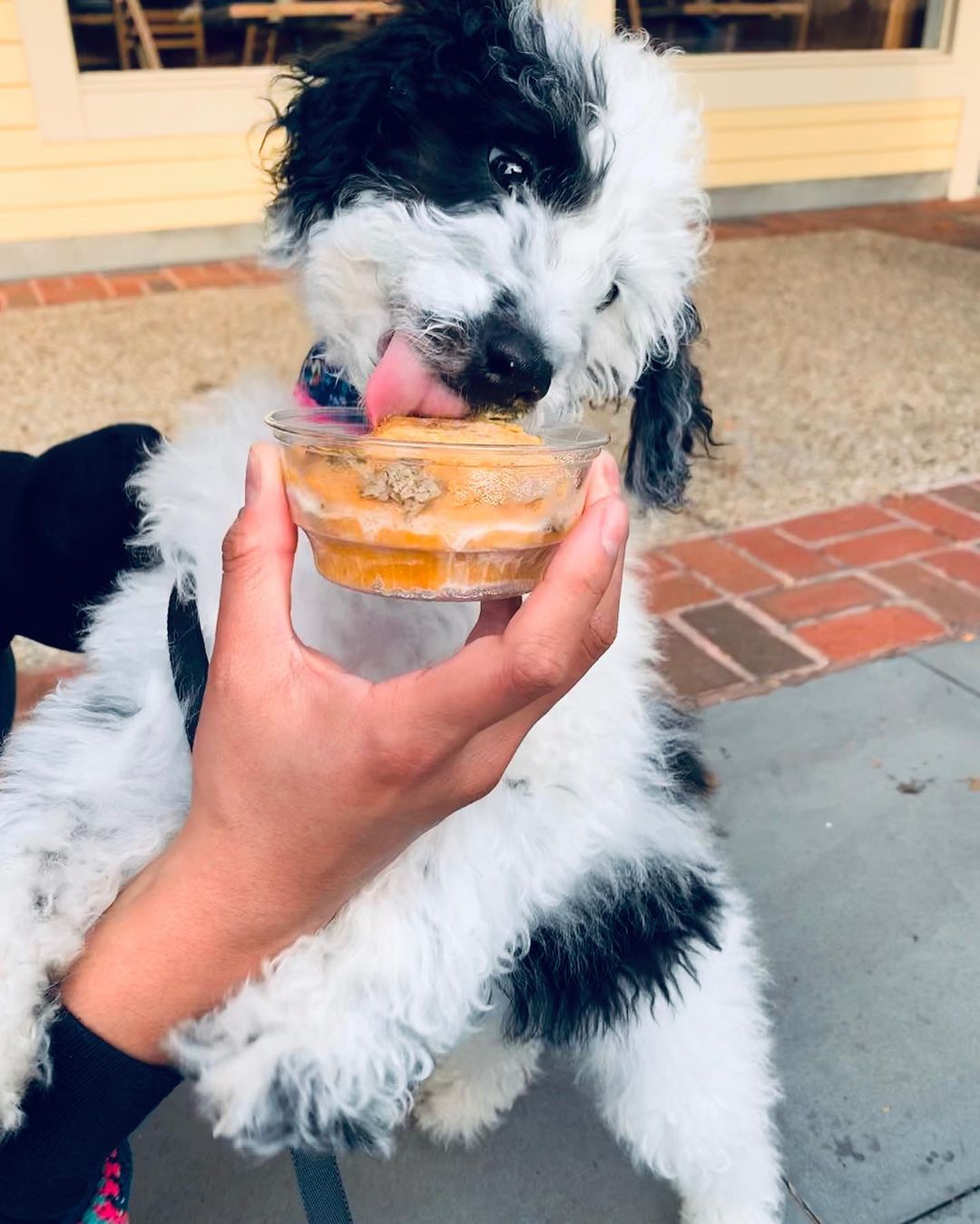 Salt & Straw to launch pup cups with new ice cream made for dogs